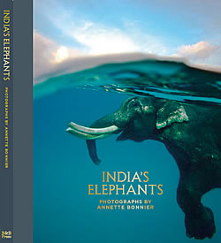 india's elephants
